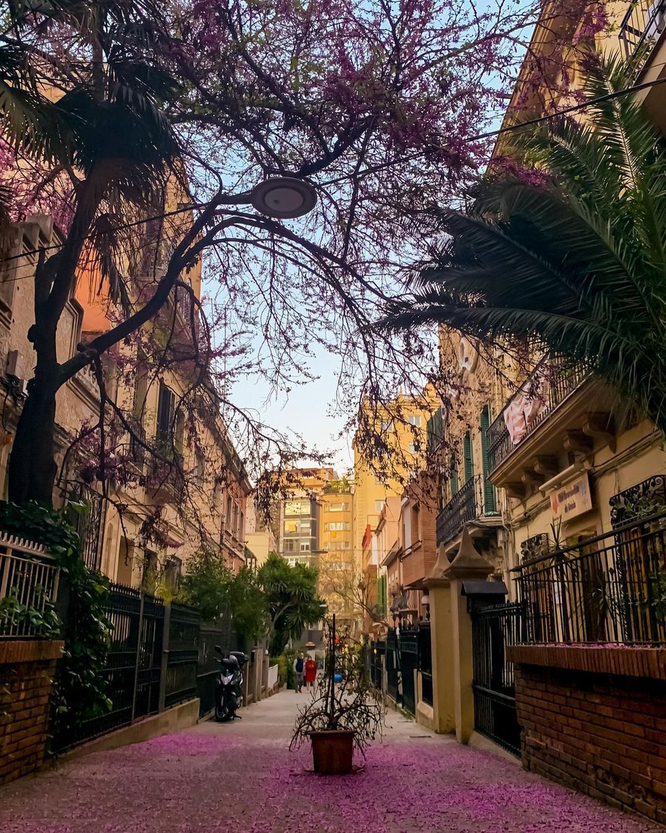 thisis_bcn_EN's tweet photo. Spring is blooming beautifully in Barcelona! 🌺🌻💗 #visitbarcelona

📸 ©nadiaanglada ©e_t_ennelin ©sbourdelande ©igueldo (IG)

#inLOVEwithBarcelona #inLOVEwithCataloniaavq_68 https://t.co/gcJo8LSis9