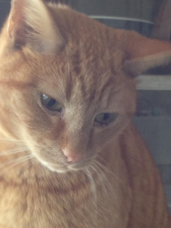 Vermist! Onze “oranje” slanke kater Baby. Kenmerk scheur in oor. Omgeving Marene, prof. Buismanlaan #Passewaaij #Tiel @Wijkagt_Django (wil jij delen Django 🙏)