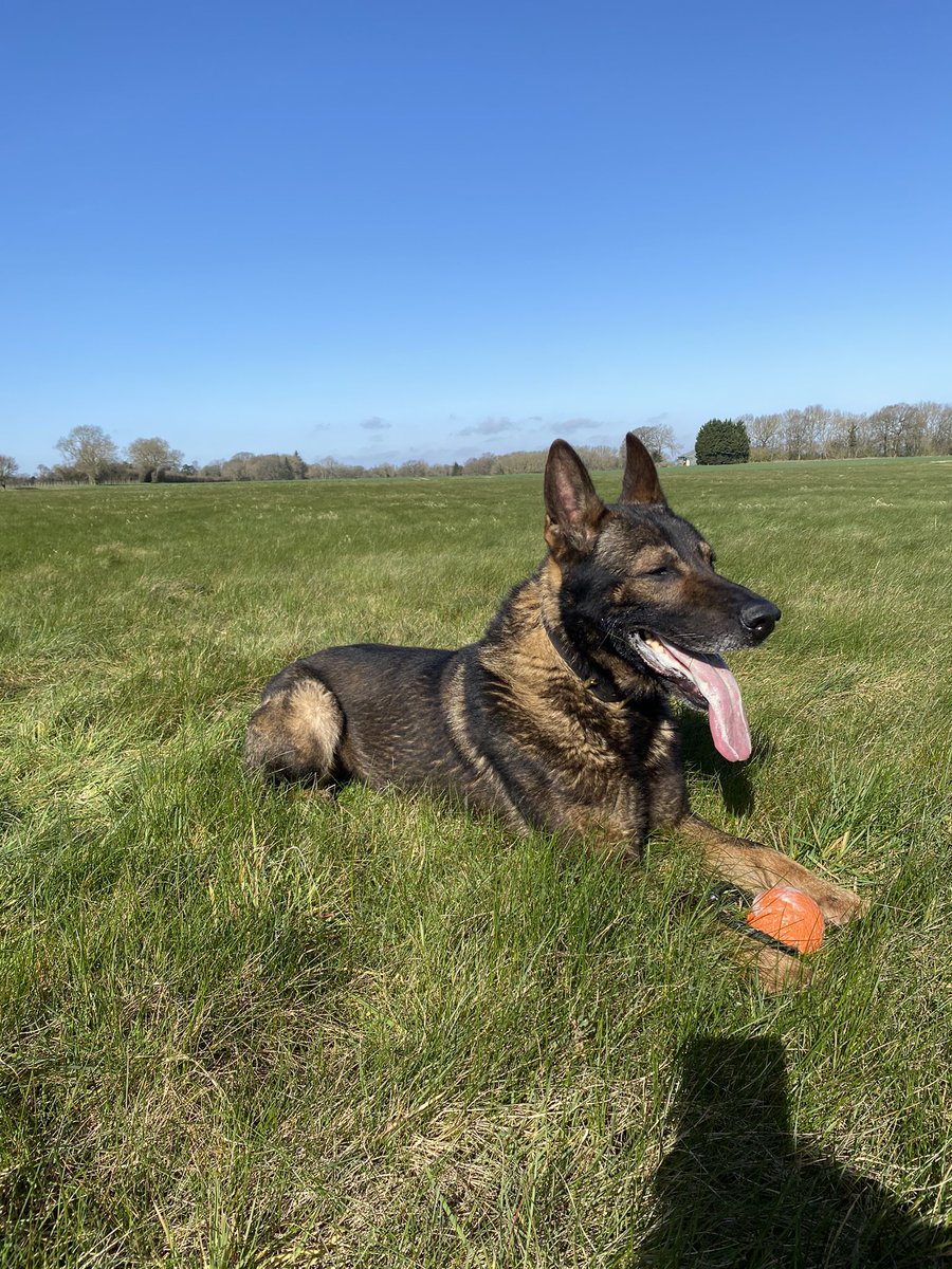 PDLuther's tweet photo. Post night duty walk. Love this weather ☀️ https://t.co/EnUiiQkBjl