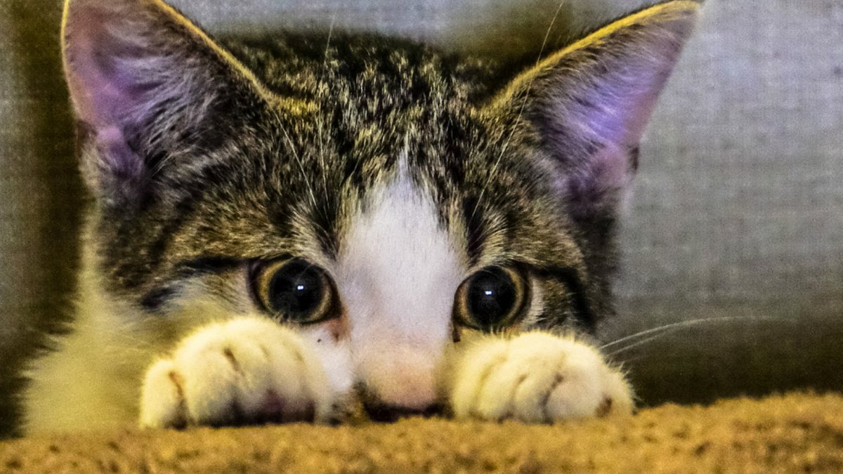 Curicynproducts's tweet photo. 👉🏼NEW BLOG. How to train a kitten not to scratch. https://t.co/HBYob0NTGS👈🏽 #curicyn #animalwoundcare #becausewecare #cats #catscratching #trainmykitty #kittens #kittys https://t.co/F0eeDGDSQL