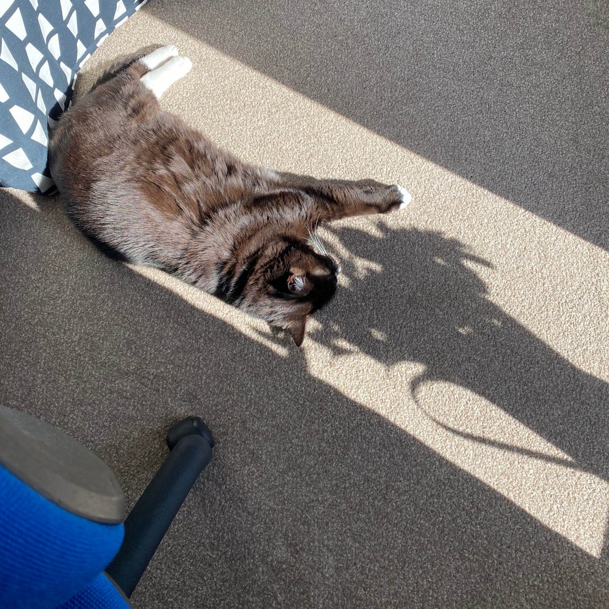 McKenzie_1969's tweet photo. Office assistant enjoying some morning sun! No proofreading being done.
#mondaythoughts #workingfromhome #catofsocialmedia #amwriting #commsassistant #springtime #togetherwecan #tuxedocat #homelife #mindbodysoul https://t.co/QiLQwu3Wx8