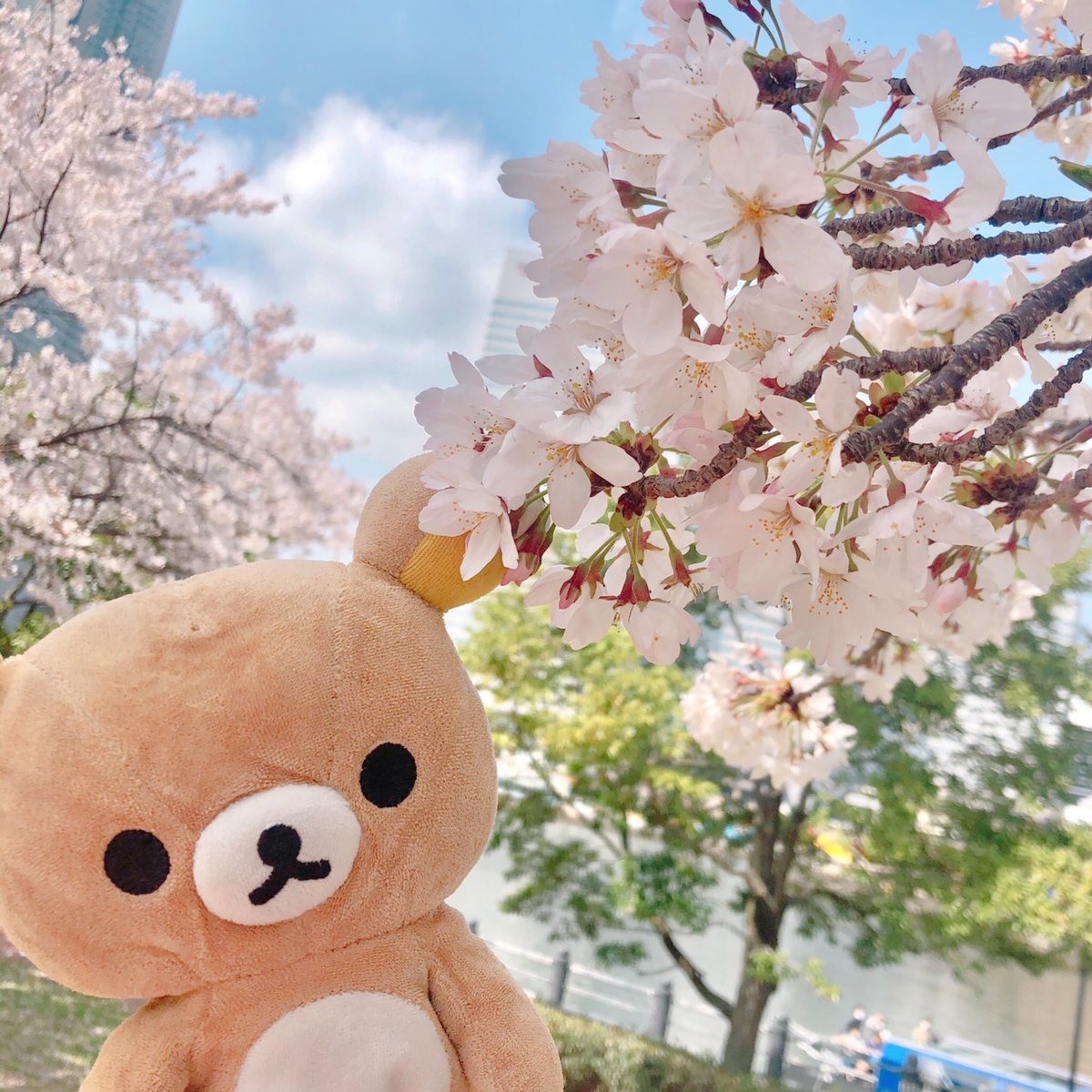 kuma_sos's tweet photo. クマくん、お花見してきました🐻🌸
https://t.co/v2S3LN2iiE https://t.co/hhQReX8htF