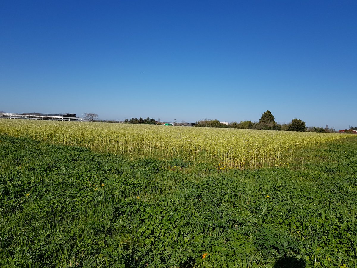 #NiortDurable2030 <a href="/Mairie_Niort/">Ville de Niort</a> soutient la création de corridors naturels en bordure des terres agricoles à #Niort par <a href="/FDCdeuxsevres/">FDC 79</a> et les agriculteurs. Des jachères fleuries et des haies sont plantées pour favoriser la biodiversité et de nouvelles pratiques d'exploitation.