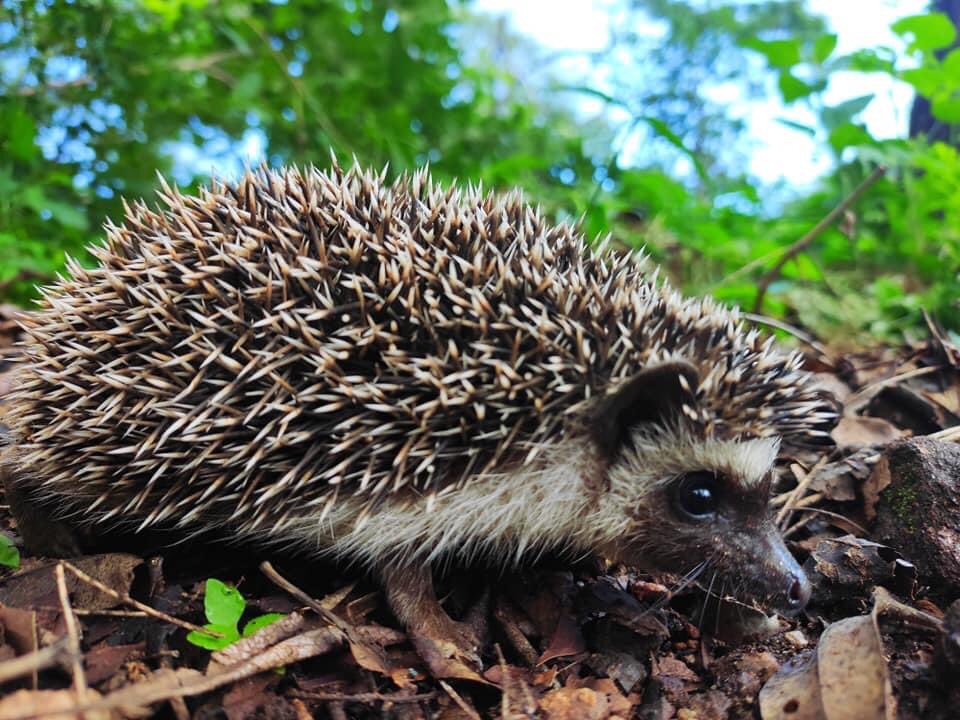 Meet Dibble&amp;Nibble,2 orphaned hedgehogs handed in by a local boy. They were very very small &amp; in stepped 3 young wildlife hero's, Emma,Lucas and Alex Almeida who cared and fed them until they were big enough to release. Both have been released back to Thuma <a href="/hedgehoghugh/">Hugh Warwick</a>