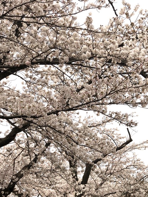 金沢は今日気温高くて満開のお知らせが出たので近くの桜を見に行って来た?
曇っているので写真はいまいち。心なしかいつもより花が少ないような気がしたな。レースっぽい印象。
3枚目と4枚目は枝垂れ桜。 