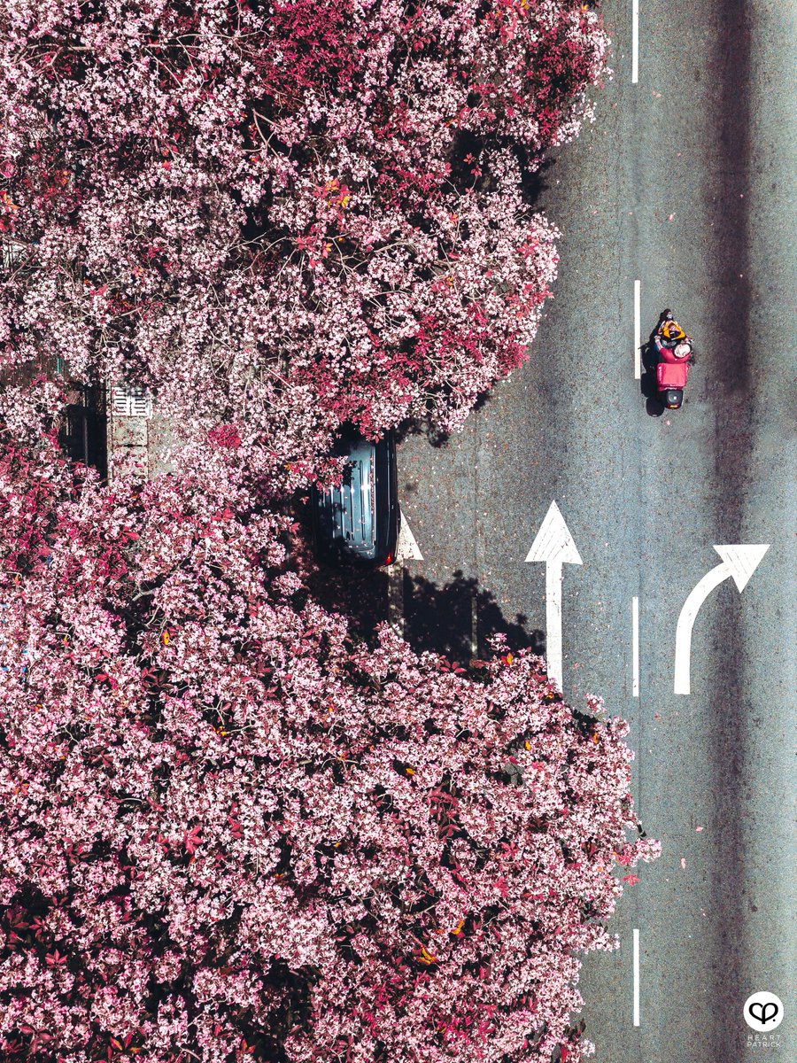 heartpatrick's tweet photo. Driving down Tecoma Lane 🌸🚗🌸 / 

I have dreamt of a shot like this. But never even in my dreams would I have expected to witness this surreal sight right here at home. Terima kasih Kuala Lumpur. ❤️ https://t.co/tLVZu7v1J6