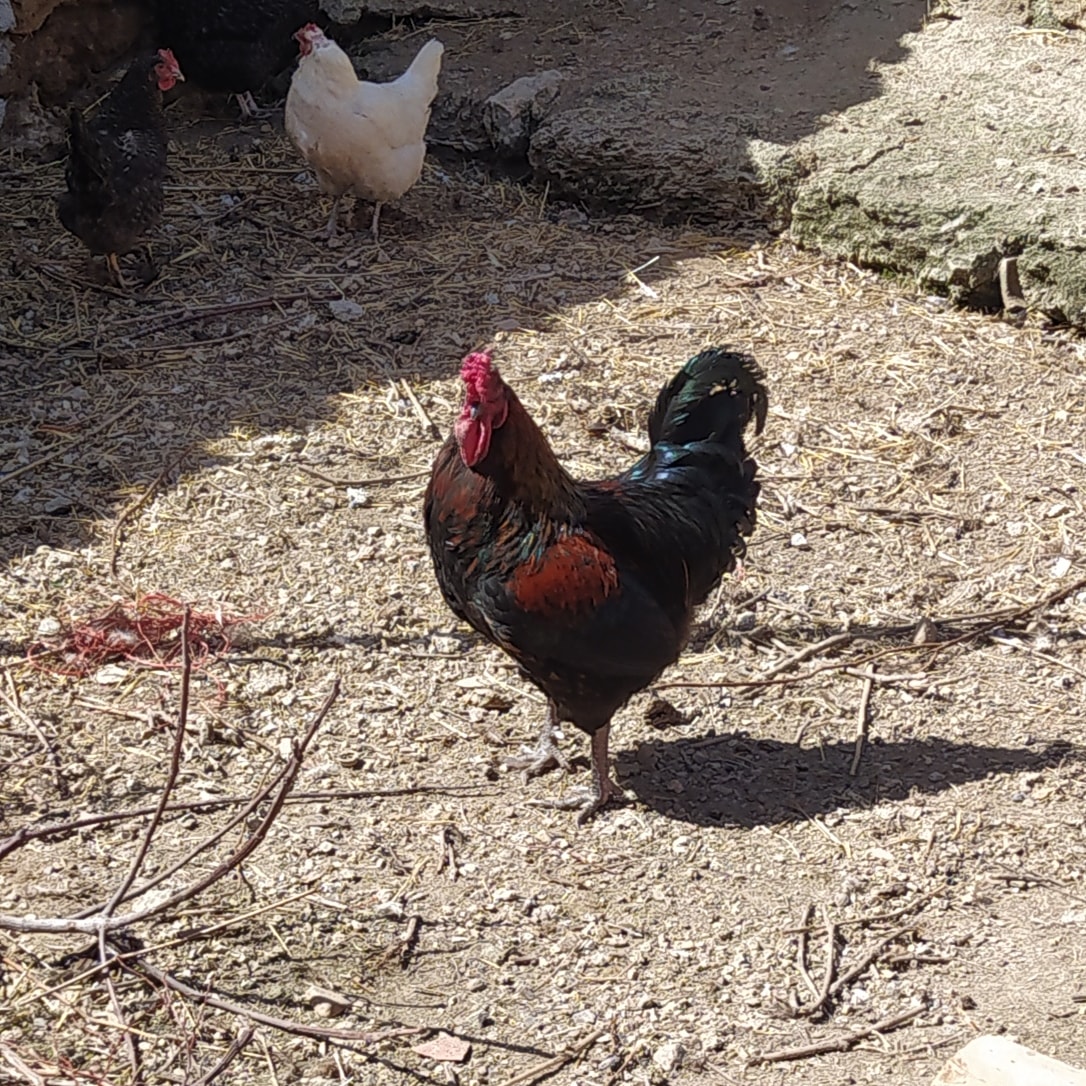 Que opináis de mi Gallo de raza gallina serrana de Teruel
