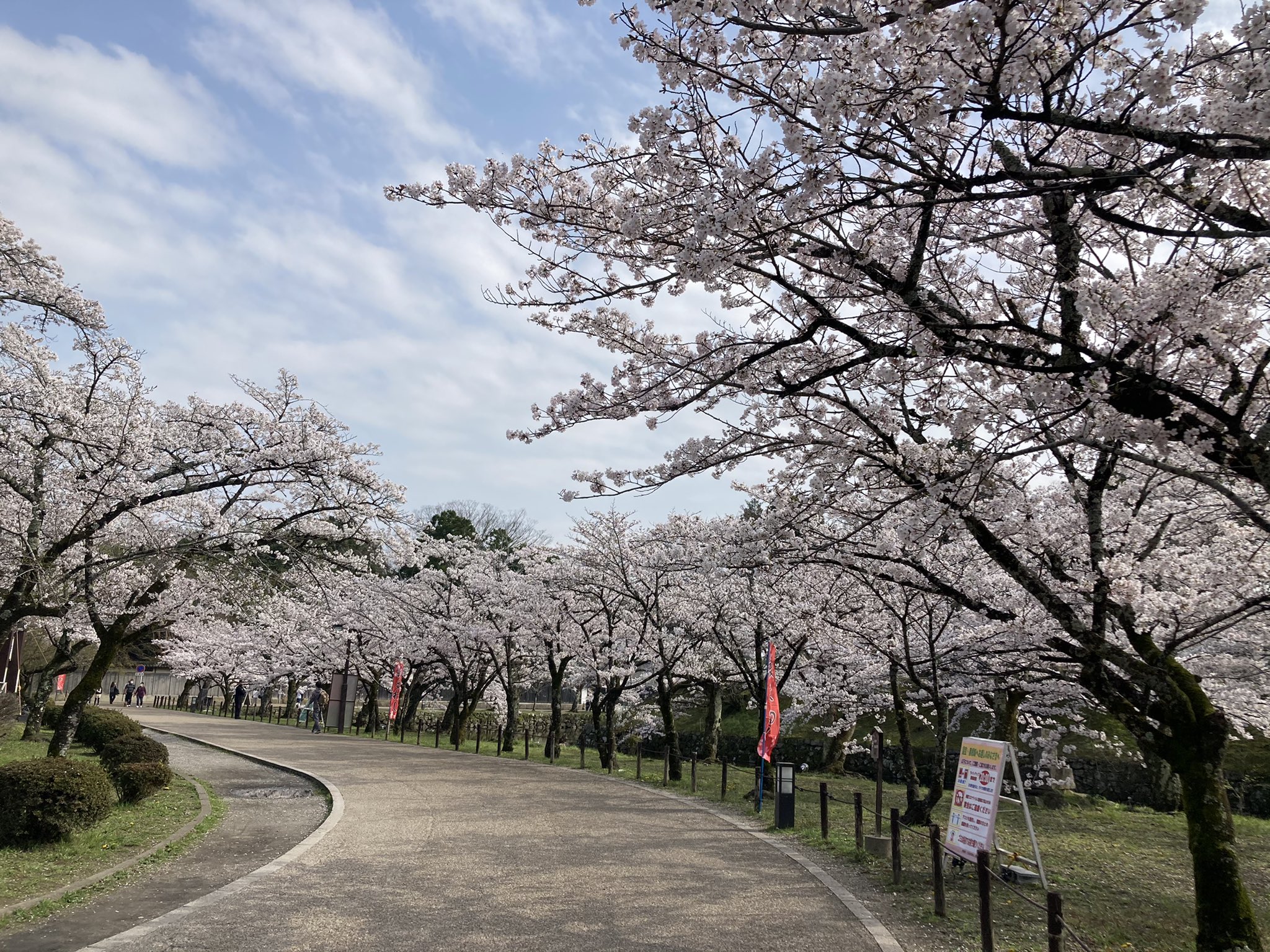 公社 彦根観光協会 彦根城の桜が満開を迎えています 彦根城 桜 満開 T Co Qqyx8nd26s Twitter
