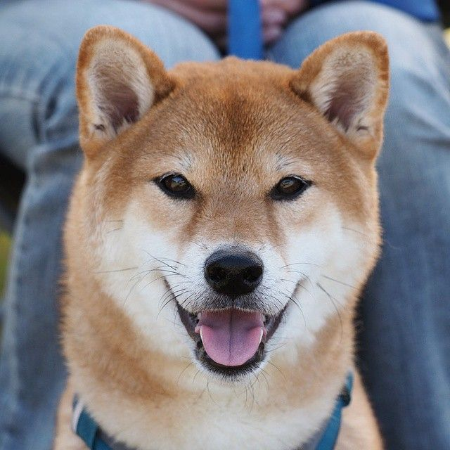ShibaUs's tweet photo. https://t.co/3SUdrl3xr4