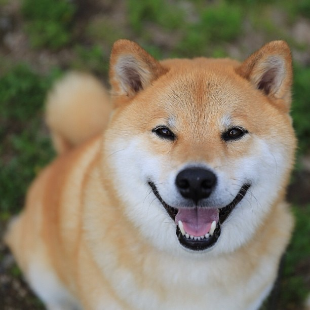 ShibaUs's tweet photo. https://t.co/R0qw2n18o1