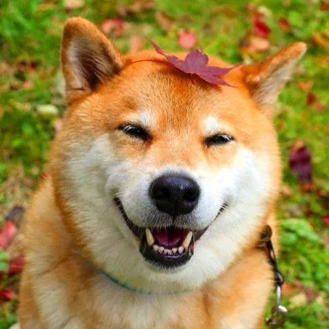 ShibaUs's tweet photo. https://t.co/E8z1mr9Jia