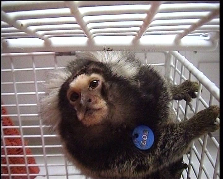 Marmoset in a laboratory; photo credit: Cruelty Free International