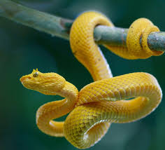 random_snakes's tweet photo. @AmaniHill3 @veryhandsomelad Well, I'm not one, thanks... #NotBruh #NotBro #NotDude Maybe you need some science facts too. 🤪🐍🤯🤓👍

Fact: Eyelash vipers are venomous and give birth to live babies. Most snakes lay eggs but New World vipers are the exception. https://t.co/tlAZctJDAy