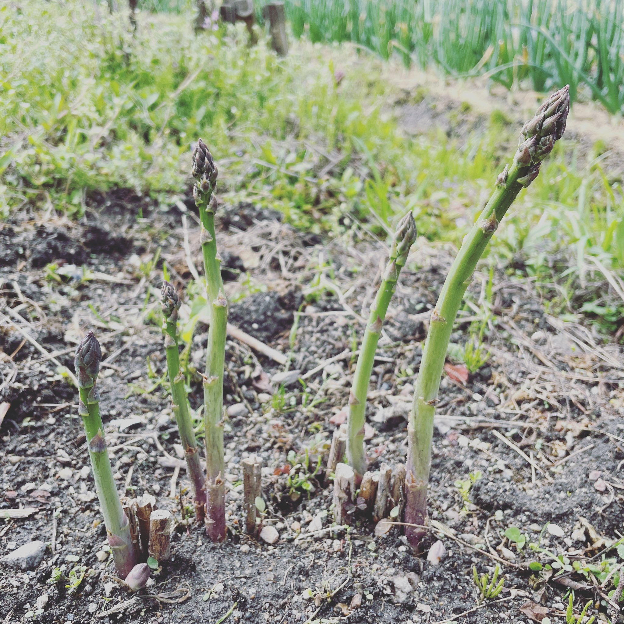 やまむファーム アスパラガスの芽が出てきた これは大苗を植え付けたもので 今年で4年目の収穫になります まだまだあと数年は収穫できるよう 根株を大切に育てていきます アスパラガスの栽培方法 T Co Zu6y55jstg T Co E8vftclmgm