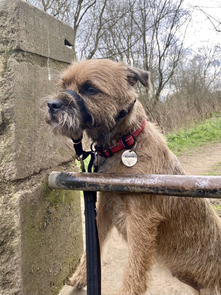 feel_paul's tweet photo. #itsgrimupnorth #awayfromthemaddingcrowd #springtime #lockdown #exercise #stroll #photo #distraction from #COVID19. #rural #lifestyle #TheRamblers #riverderwent #makeithappen with #Bonnie #borderterrier #godsowncounty #highcatton @sbib_bloom @East_Riding @Welcome2Yorks #Yorkshire https://t.co/akKh2LzYEd