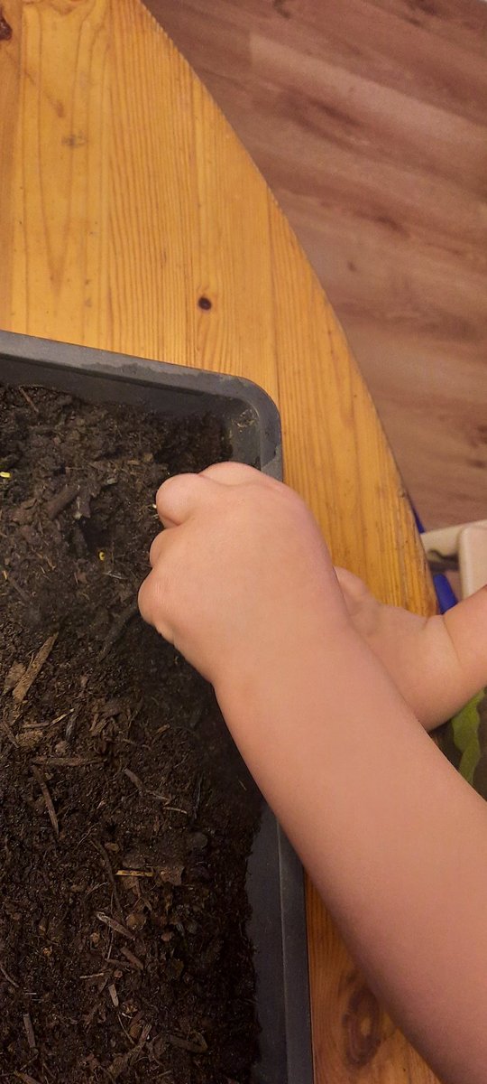 nerdhof's tweet image. Finally had time to put our #ConnectingGardens #OpenSourceSeeds into some soil. Time for sprouting!