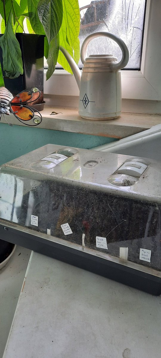 nerdhof's tweet image. Finally had time to put our #ConnectingGardens #OpenSourceSeeds into some soil. Time for sprouting!