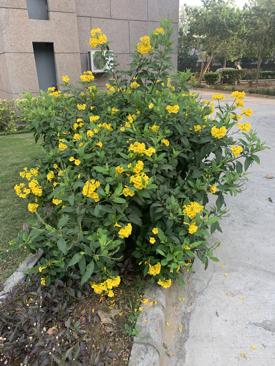 Ponnurangam Kumaraguru “PK” tweet media