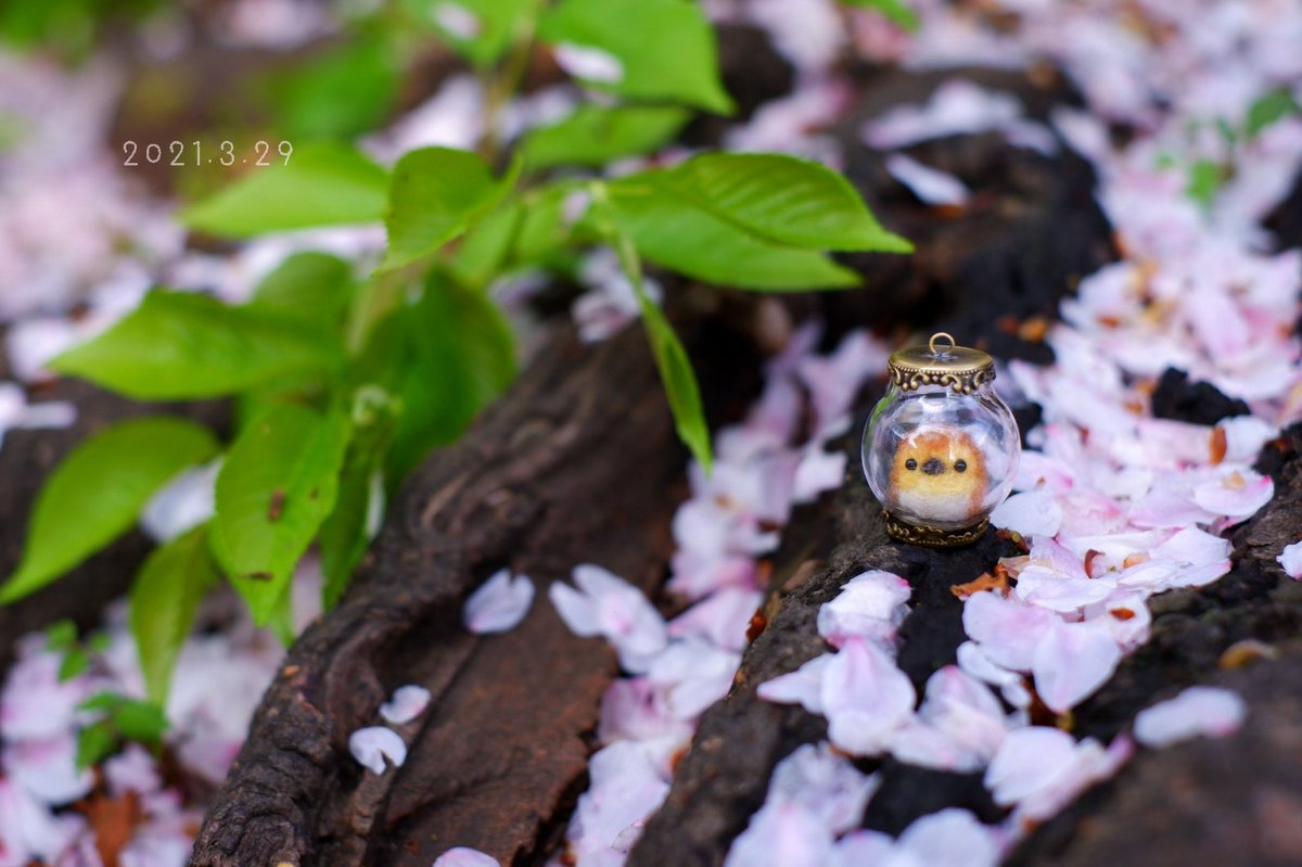 葉桜 のイラスト マンガ コスプレ モデル作品 1 件 Twoucan