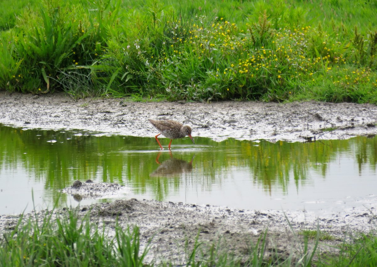 ElisaGoudriaan's tweet photo. Leuk dat de #tureluur ook mag meedoen met de #maartsvogelsmaand. Zijn oranje-rode poten vind ik het mooiste aan de vogel. Hier 2x in #Haastrecht (foto 1 en 3), in het water in #DeMok op #Texel en in een mooi Noord-Hollands zomerlandschap in #Uitdam
@bloglezer https://t.co/MYjNOxTFxB