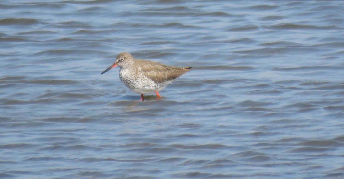 ElisaGoudriaan's tweet photo. Leuk dat de #tureluur ook mag meedoen met de #maartsvogelsmaand. Zijn oranje-rode poten vind ik het mooiste aan de vogel. Hier 2x in #Haastrecht (foto 1 en 3), in het water in #DeMok op #Texel en in een mooi Noord-Hollands zomerlandschap in #Uitdam
@bloglezer https://t.co/MYjNOxTFxB