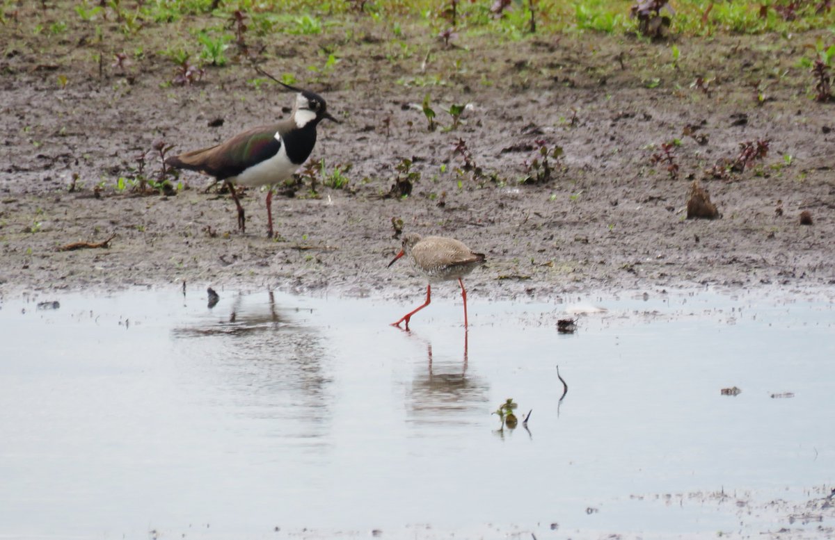ElisaGoudriaan's tweet photo. Leuk dat de #tureluur ook mag meedoen met de #maartsvogelsmaand. Zijn oranje-rode poten vind ik het mooiste aan de vogel. Hier 2x in #Haastrecht (foto 1 en 3), in het water in #DeMok op #Texel en in een mooi Noord-Hollands zomerlandschap in #Uitdam
@bloglezer https://t.co/MYjNOxTFxB