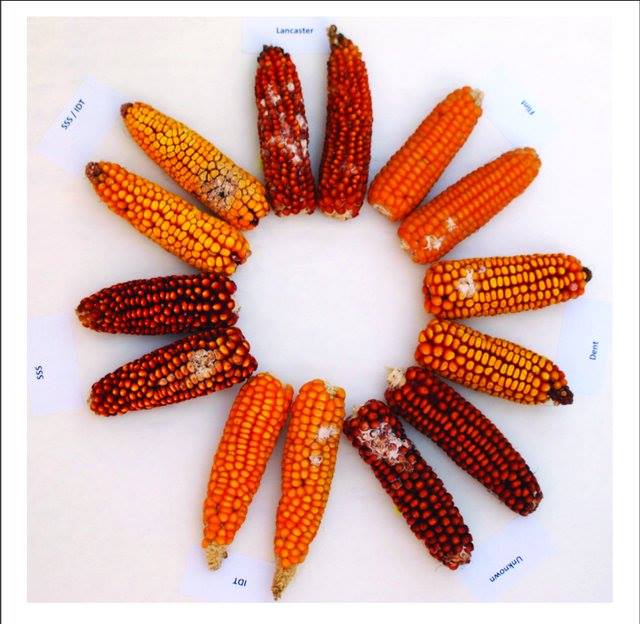 CzemborJerzyH's tweet photo. 🌽Differences in #earrot #resistance and #Fusarium verticillioides-produced #fumonisin contamination between Polish currently and historically used #maize #inbredlines. E Czembor A Waśkiewicz U Piechota M Puchta J H Czembor L Stępień
Front. Microbiol https://t.co/VMU6RehpLO https://t.co/D12rFn5YDG