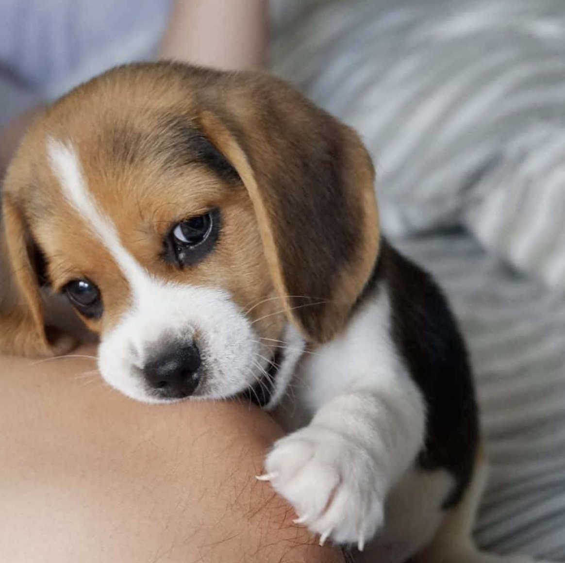 faunusdog's tweet photo. Me muero de amor https://t.co/01IGtOUxtw