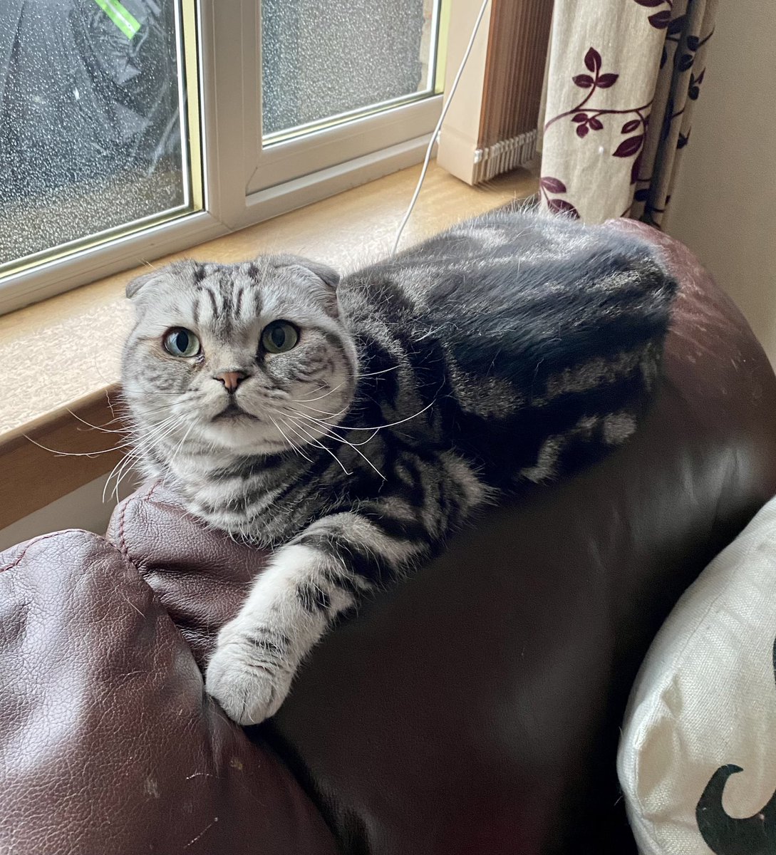 bao_bao_bun's tweet image. Good morning furrends 😻 it’s a miserable day here 😹😹 but it’s a #newweek and a #shortweek so that’s a win!

We hope you’re all doing good. Some restrictions lifted in the UK but please #StaySafe

Lots of love from Bao and Cassie 🐾💕 #kittyloafmonday #CatsOfTwitter