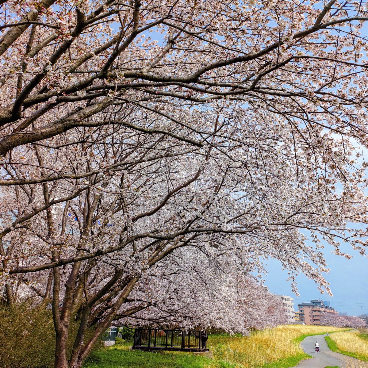 kamiusagi0224's tweet photo. 🌸🌸🌸本日、金沢は桜満開(気象台より)🌸🌸🌸
#ゲーミングスマホ #ROGPhone2 #4800万画素のチカラ https://t.co/CFFFYUqTJw