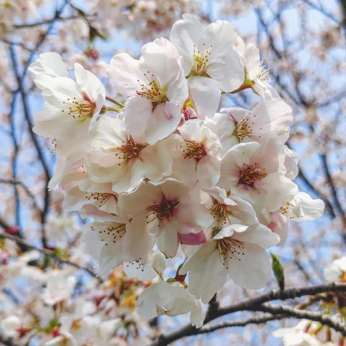 kamiusagi0224's tweet photo. 🌸🌸🌸本日、金沢は桜満開(気象台より)🌸🌸🌸
#ゲーミングスマホ #ROGPhone2 #4800万画素のチカラ https://t.co/CFFFYUqTJw
