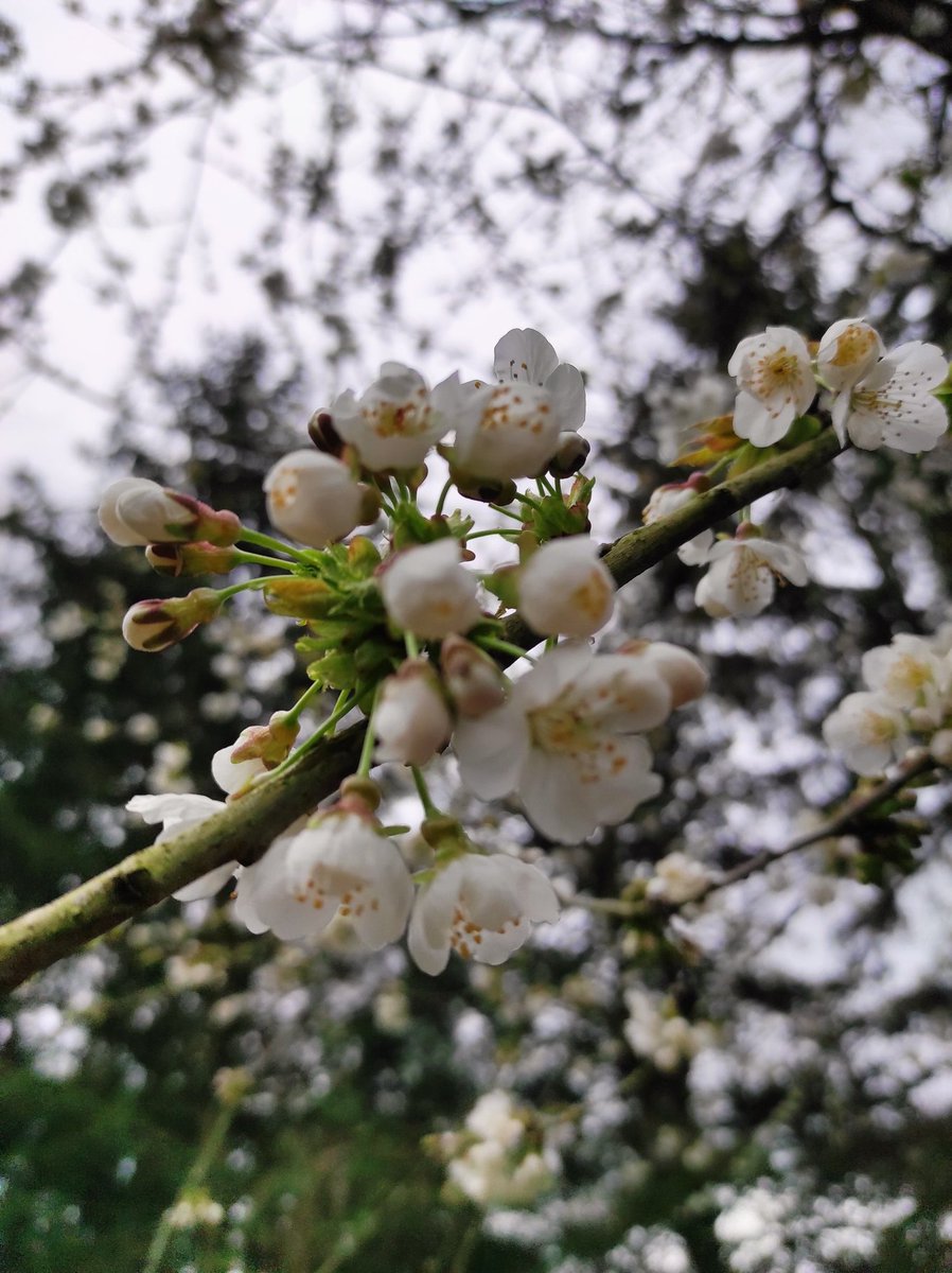 MissBeautests's tweet photo. Le printemps est bien là, bonne semaine à tous #spring #printemps #cerisierenfleurs https://t.co/18vS7qhdup