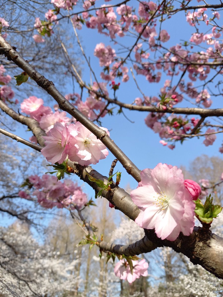 徳山秀典 オオシマ桜が低く咲いてて混じってみた ミカンとか紅華とか 徳山秀典 オオシマ桜が低く咲いてて混じってみた ミカンとか紅華とか