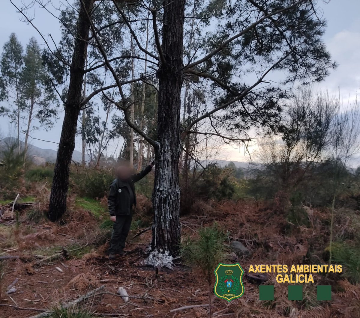 APRAFOGA's tweet photo. Parte do traballo diario dos 👮🏻‍♀️👮🏻‍♂️#AxentesAmbientais @Xunta é a revisión do estado sanitario das masas forestais, estando pendentes dos cambios q acontecen q son moitos ó longo do ano
#PoliciaMedioambiental
#DefendemosoRural https://t.co/VF1FHgvQfr