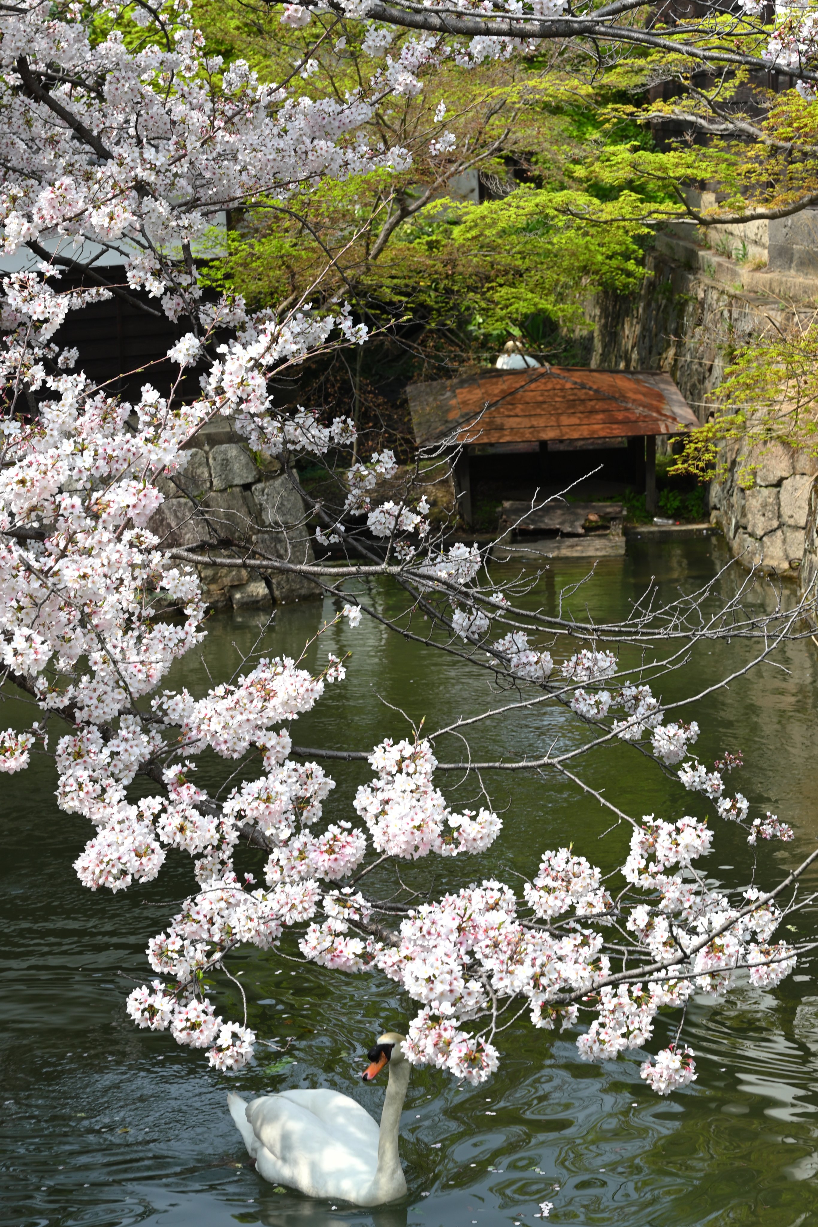 小寺勝 倉敷美観地区 桜 瀬戸の花嫁川船流し 今日も美観地区お写ん歩 桜と T Co Ns1tt1wt38 Twitter