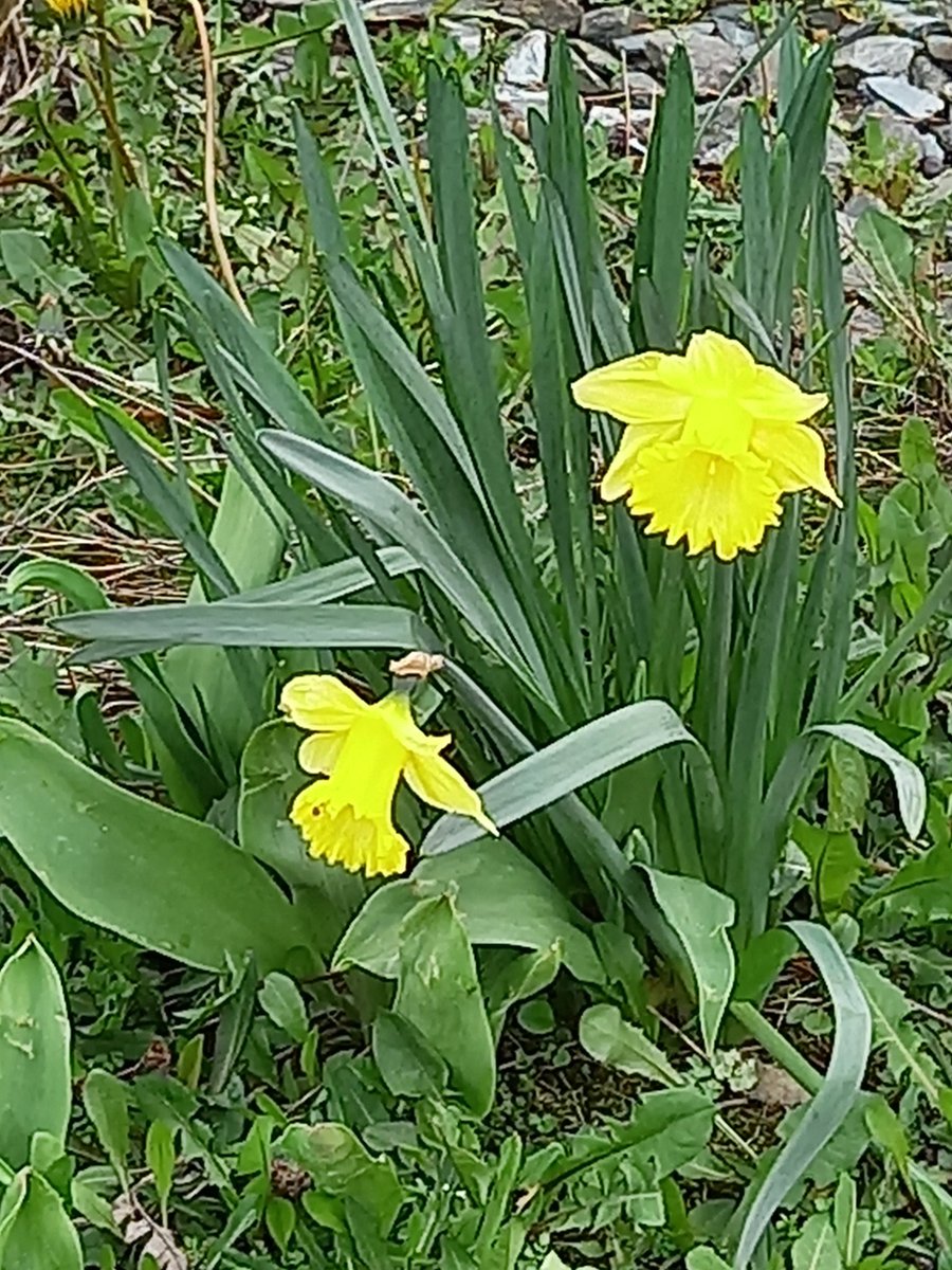 MedSupportSft's tweet photo. Signs of Spring popping up, ideal to freshen the  senses when you #TakeaBrake https://t.co/CbC683YjyN