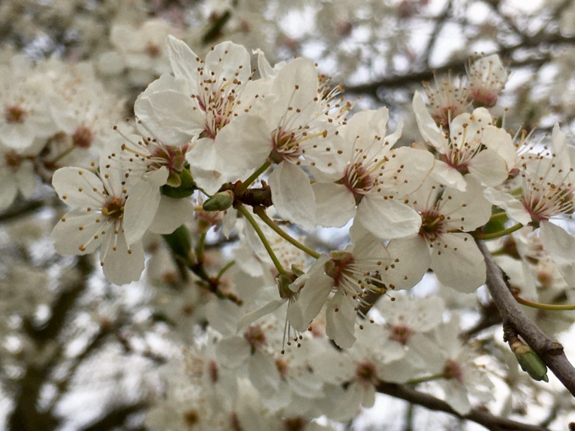 victorthevole's tweet photo. Blossom looks lovely, but where’s the sun ⛅️ 
@metoffice @ChrisPage90 @WeatherAisling @danholley_ 

#Washbrook #Suffolk https://t.co/TFeVmd4u0S