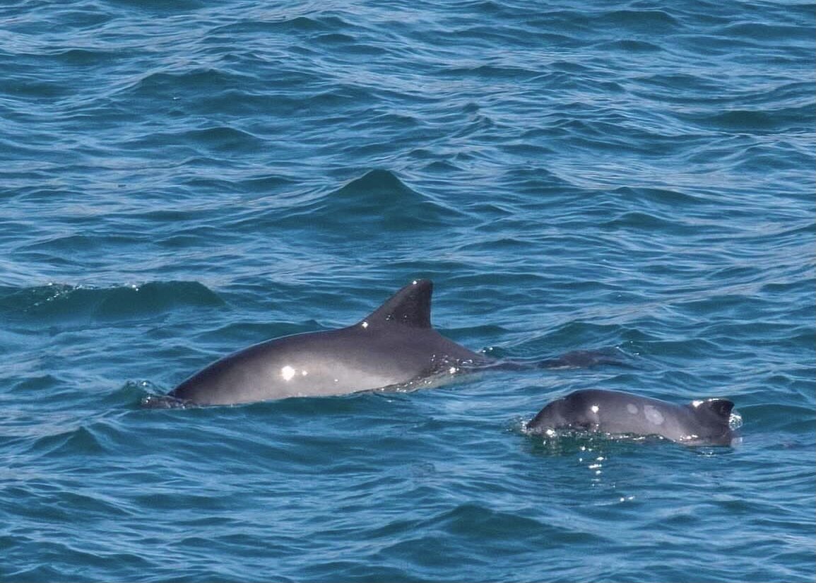 #MondayMotivation 
The early #Porpoise gets the seriously big fish! 🐟🐬😳

Fantastic images of this mother Porpoise teaching her calf how it’s done! #GoBigOrGoHome 💪🏼 

📷@colindaltoncol1 👏