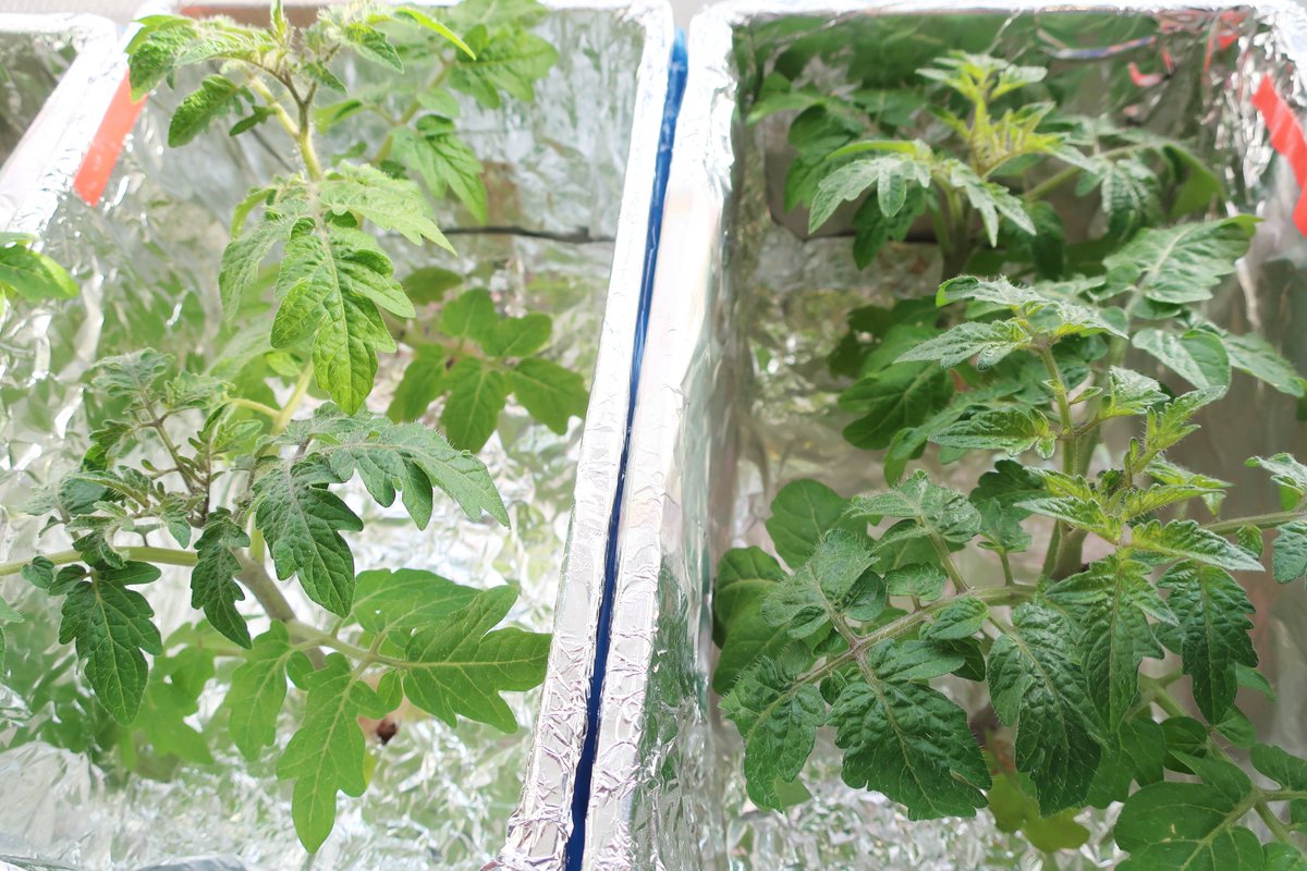 キョダイマックスうーたん 早くも水耕栽培ミニトマト レジナ につぼみを確認 タネを蒔いてから2か月経ってないのにえらい 3枚目が3月5日時点のサイズ キョダイマックスうーたん 早くも水耕栽培ミニトマト レジナ につぼみを確認 タネを蒔いてから2か月経ってないのにえらい 3枚目が3月5日時点のサイズ