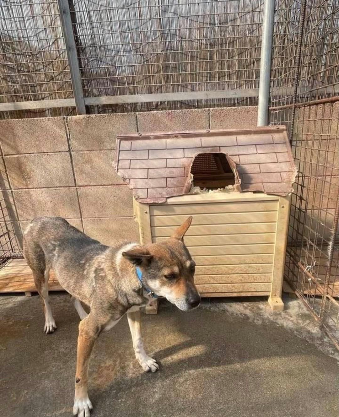 動物愛護団体エンジェルズ Twitter Search Twitter