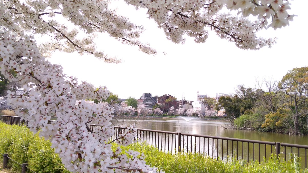 「今日は散歩がてら桜の写真撮りにたまにランニングコースにする公園に行ってきた天気良」|餅田いずみ⭐️ご依頼受付中のイラスト