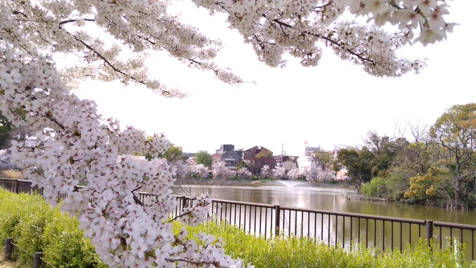 今日は散歩がてら桜の写真撮りにたまにランニングコースにする公園に行ってきた天気良くて暑いくらいだったわー