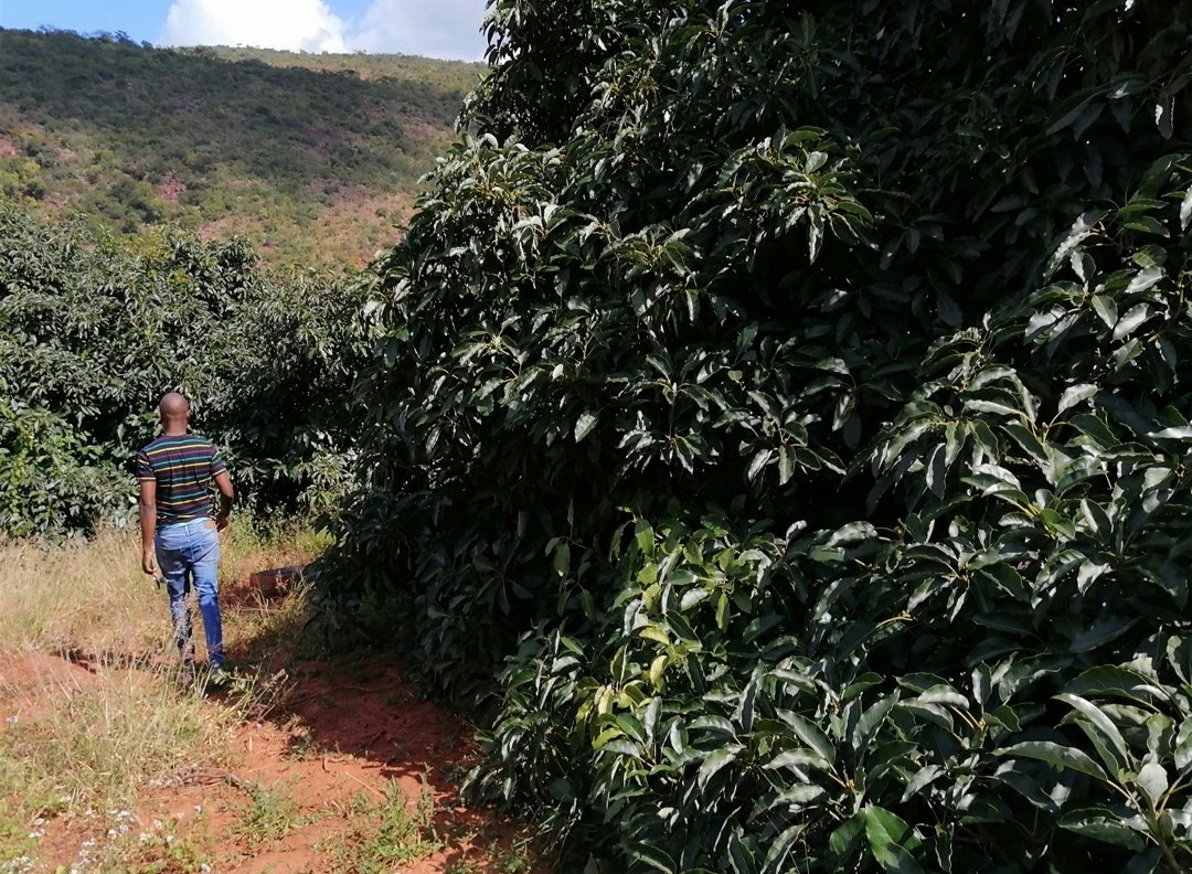 Paballo_maseko_'s tweet photo. Avocado season 🥑🥑
📍Venda busy harvesting avocado's. 
fuerte avocado🥑
3kg bag of avos for only R50
I will be doing deliveries tomorrow around Pretoria cbd, Sunnyside, west &amp; all nearby places
Book now. Dm or WhatsApp 0762204867
Free delivery

RT 🙏
#Amabishop
#JobSeekersSA https://t.co/3CYEASmFfC