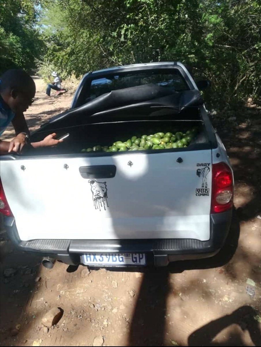 Paballo_maseko_'s tweet photo. Avocado season 🥑🥑
📍Venda busy harvesting avocado's. 
fuerte avocado🥑
3kg bag of avos for only R50
I will be doing deliveries tomorrow around Pretoria cbd, Sunnyside, west &amp; all nearby places
Book now. Dm or WhatsApp 0762204867
Free delivery

RT 🙏
#Amabishop
#JobSeekersSA https://t.co/3CYEASmFfC