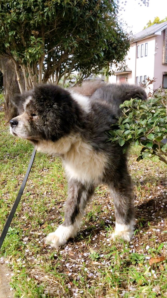 taka_a_911's tweet photo. 愛犬と花見🌸 #秋田犬 https://t.co/cekaeveWjj
