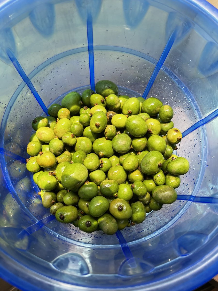 And the babymango has arrived. All you need to do is salt it to dehydrate it so that it pickles itself in its own acidic juices (and yes, that is a bucket)