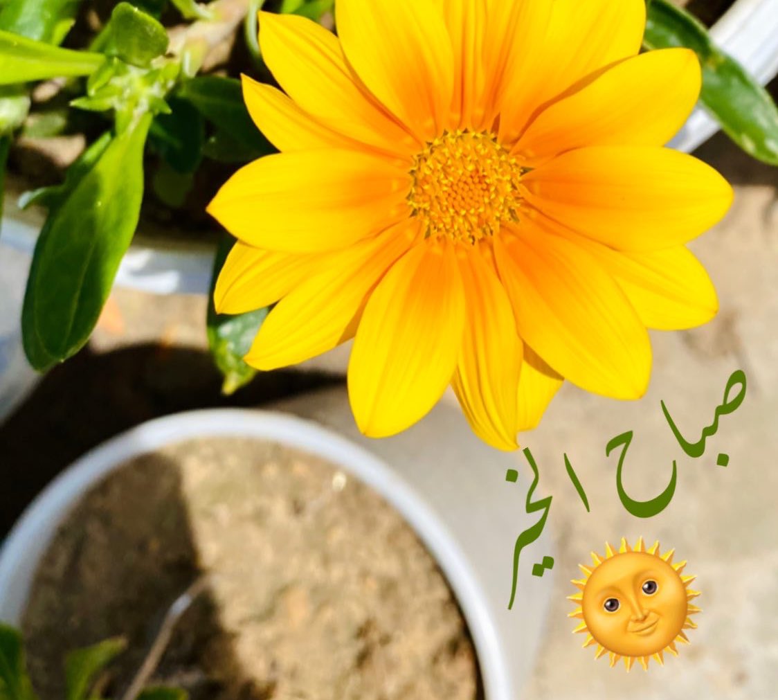 صباح الخير 🌸