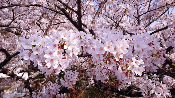 秒速5センチメートル🌸 