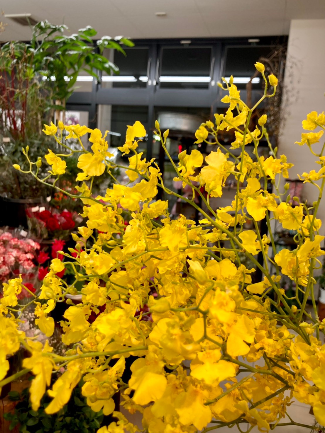 花まつ キャンペーン2 5 2 13 万葉店です オンシジウム ハニーエンジェル 英語名は Dancing Lady Orchid 踊る女性のランです 花言葉は 可憐 一緒に踊って 花まつ万葉店 花のある暮らし 洋ラン T Co Aueoyn3suf Twitter