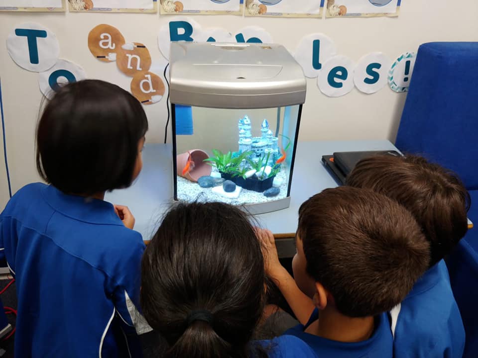 GSPS1889's tweet photo. After days of suggesting names and voting, the students have finally agreed on the names of our new GSPS pets! 
Introducing Bubbles and Tom! They now reside in the Tech Hub, keeping Ms Truong and the students' company while they are learning all about the Living World! https://t.co/JYwuPPZT8f